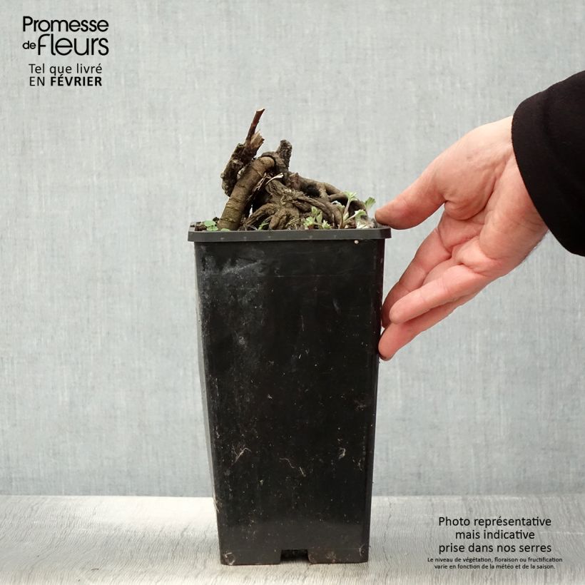 Example of Pivoine lactiflora Laura Dessert Pot van 3 l/4 l as you get in hiver