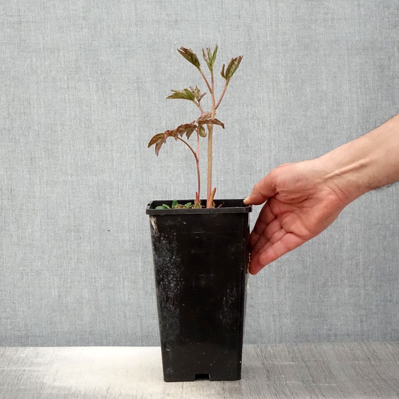 Exemplaar van Paeonia lactiflora Laura Dessert - Pioenroos Pot van 3 l/4 l zoals geleverd in de lente