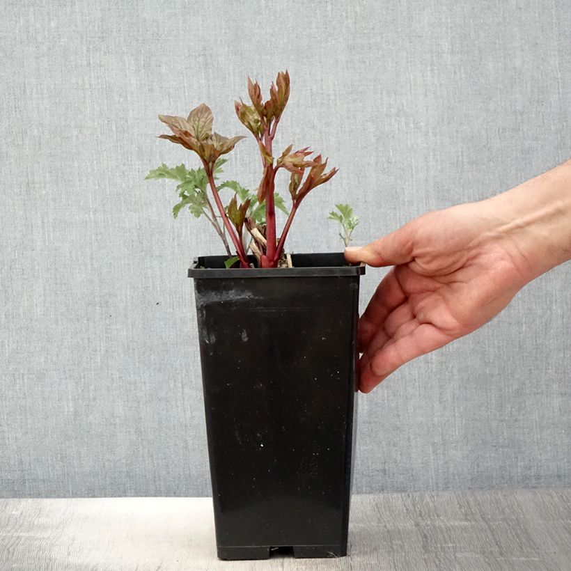 Exemplaar van Paeonia lactiflora Lemon Chiffon - Pioenroos Pot van 3 l/4 l zoals geleverd in de lente