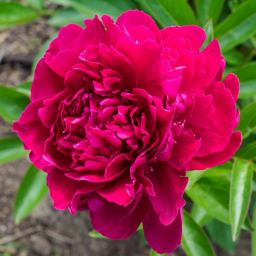 Paeonia lactiflora Louis Van Houtte - Pioenroos (Flowering)