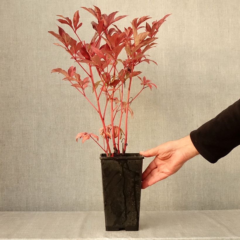 Exemplaar van Paeonia lactiflora Louis Van Houtte - Pioenroos Pot van 3 l/4 l zoals geleverd in de herfst