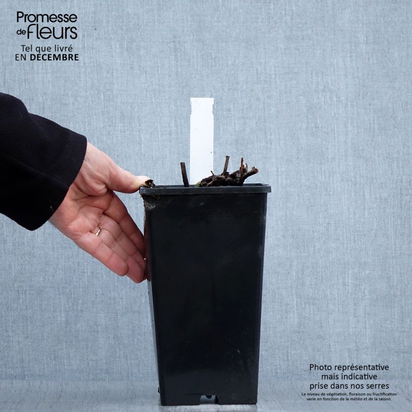 Example of Pivoine lactiflora Louis Van Houtte Pot van 3 l/4 l as you get in hiver