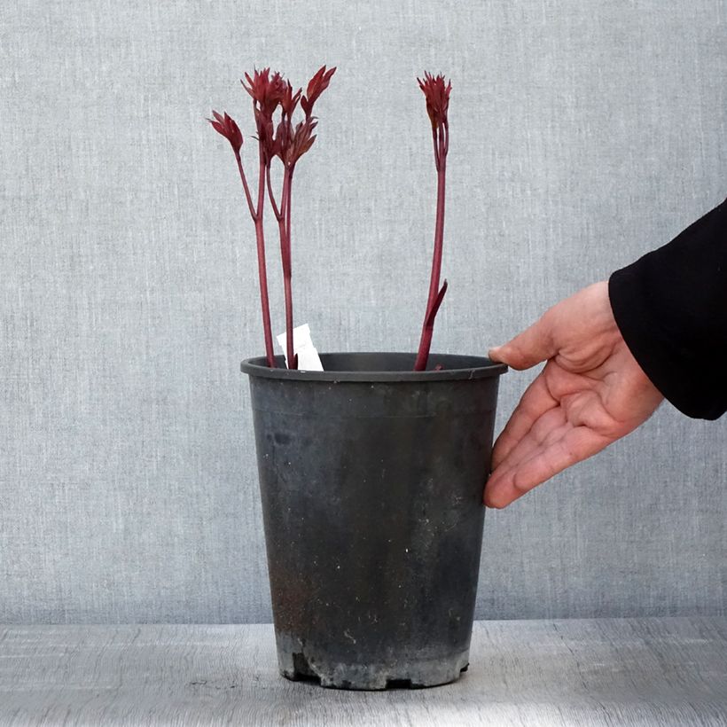 Exemplaar van Paeonia lactiflora Louis Van Houtte - Pioenroos Pot van 3 l/4 l zoals geleverd in de lente