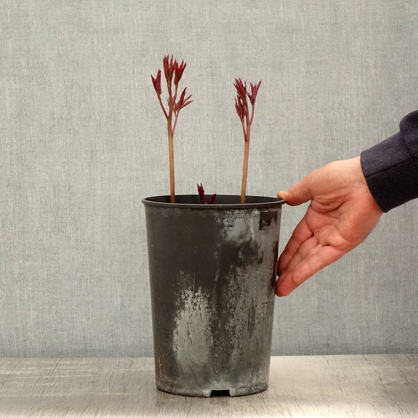 Exemplaar van Paeonia lactiflora Madame Emile Debatène - Pioenroos Pot van 3 l/4 l zoals geleverd in de lente