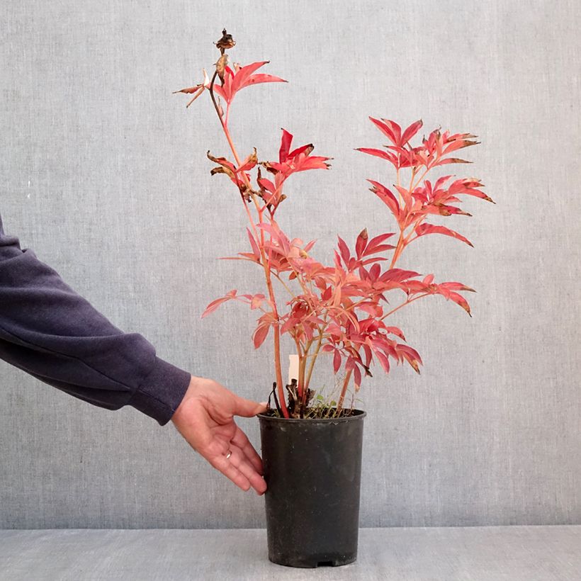 Exemplaar van Paeonia lactiflora Mistress - Pioenroos Pot van 4 l/5 l zoals geleverd in de herfst