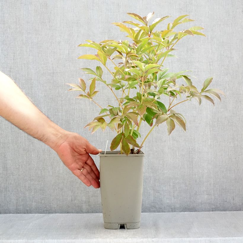 Exemplaar van Paeonia lactiflora Mistress - Pioenroos Pot van 4 l/5 l zoals geleverd in de zomer