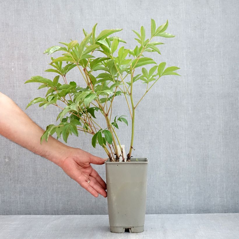 Exemplaar van Paeonia lactiflora Mistress - Pioenroos Pot van 4 l/5 l zoals geleverd in de lente