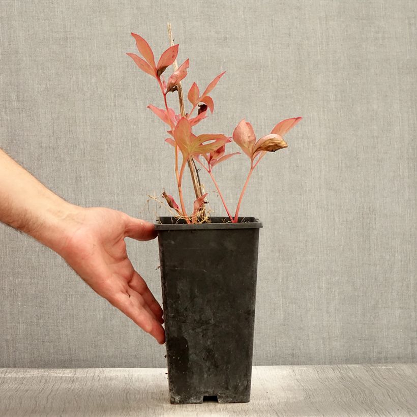 Exemplaar van Paeonia lactiflora Mother's Choice - Pioenroos Pot van 3 l/4 l zoals geleverd in de herfst