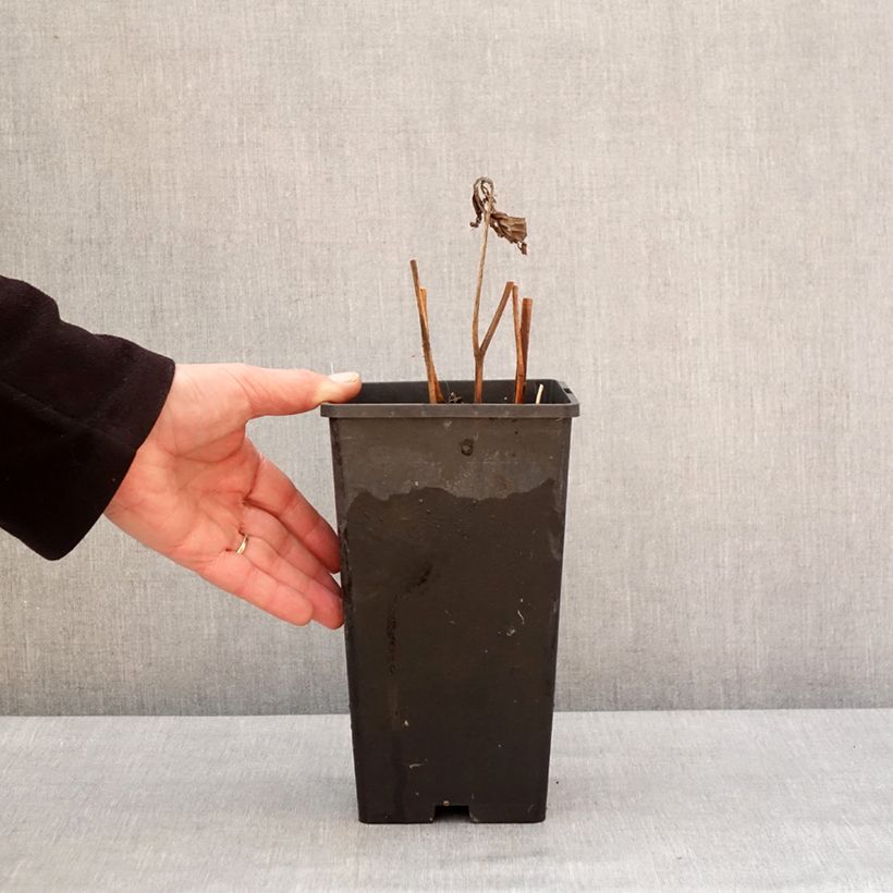 Example of Pivoine lactiflora Mother's Choice Pot van 3 l/4 l as you get in hiver