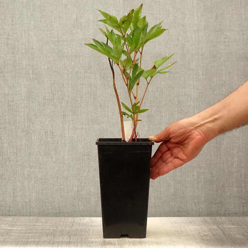 Exemplaar van Paeonia lactiflora Mother's Choice - Pioenroos Pot van 3 l/4 l zoals geleverd in de lente