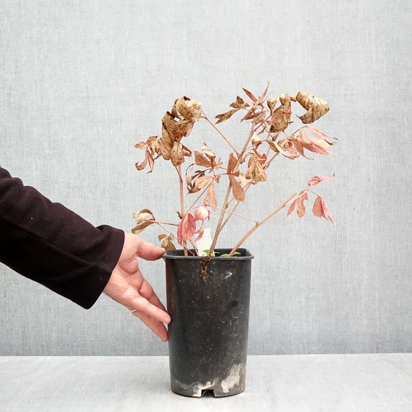 Exemplaar van Paeonia lactiflora Mrs JV Edlund - Pioenroos Pot van 4 l/5 l zoals geleverd in de herfst