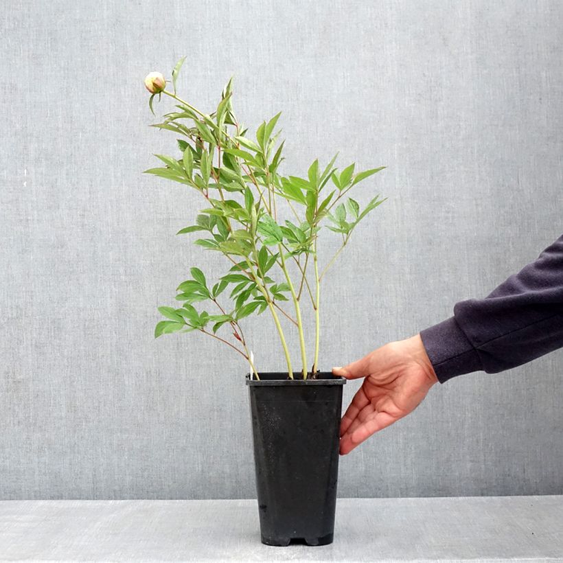 Exemplaar van Paeonia lactiflora Mrs JV Edlund - Pioenroos Pot van 4 l/5 l zoals geleverd in de lente