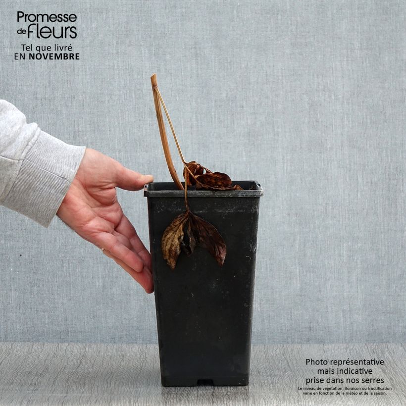 Exemplaar van Paeonia lactiflora Nippon Beauty - Pioenroos Pot van 3 l/4 l zoals geleverd in de herfst