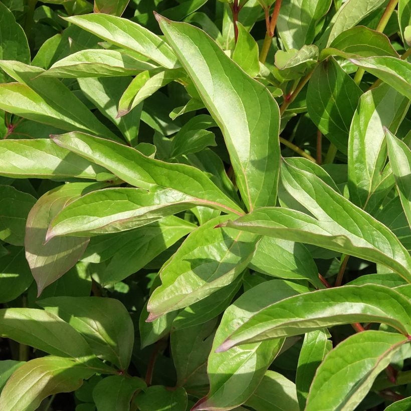 Paeonia lactiflora Nymphe - Pioenroos (Blad)