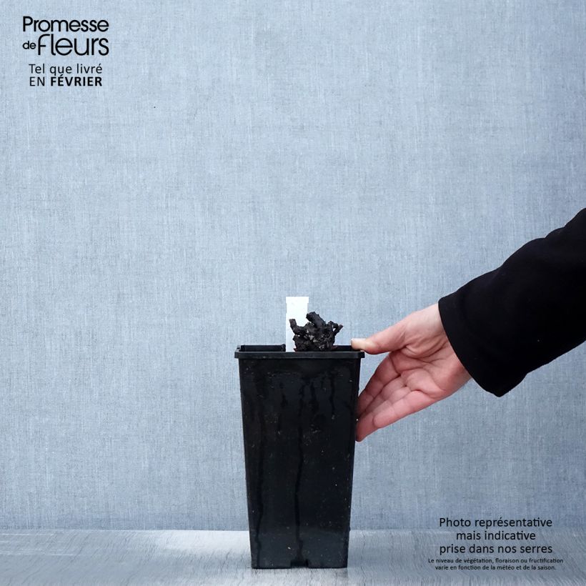 Example of Paeonia lactiflora Nymphe - Pioenroos Pot van 3 l/4 l as you get in hiver