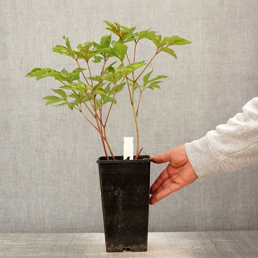 Exemplaar van Paeonia lactiflora Nymphe - Pioenroos Pot van 3 l/4 l zoals geleverd in de lente