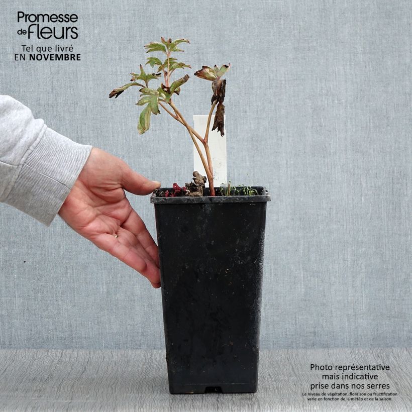 Exemplaar van Paeonia lactiflora Pink Hawaiian Coral - Pioenroos Pot van 3 l/4 l zoals geleverd in de herfst