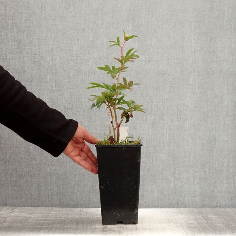 Example of Pivoine lactiflora Pink Hawaiian Coral Pot van 3 l/4 l as you get in printemps