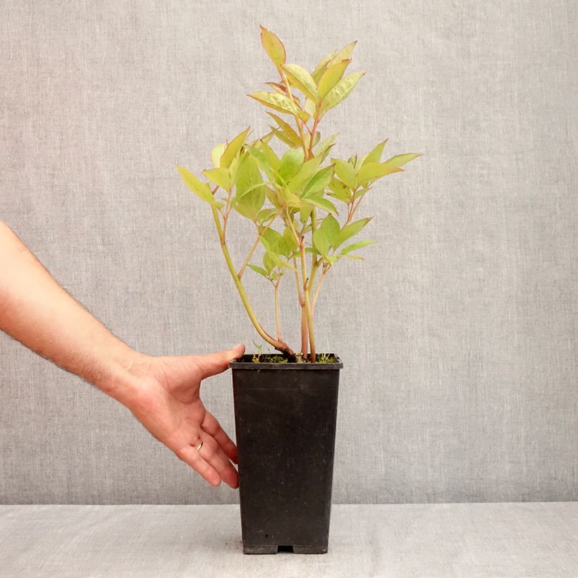 Example of Pivoine lactiflora Pink Vanguard Pot van 4 l/5 l as you get in ete