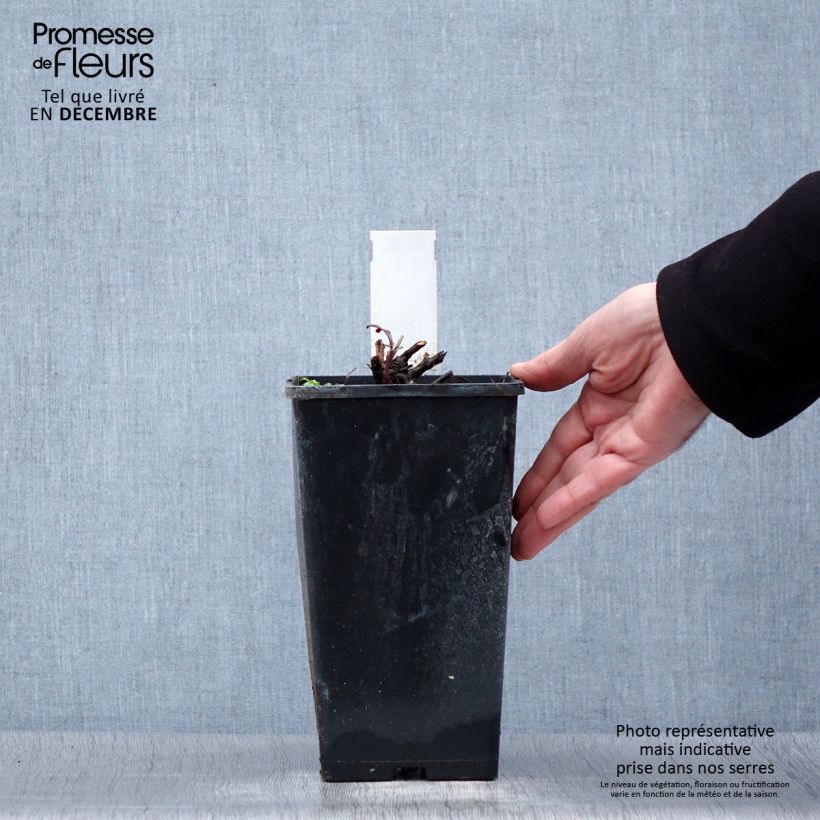 Example of Pivoine lactiflora Primevère  Pot van 3 l/4 l as you get in hiver