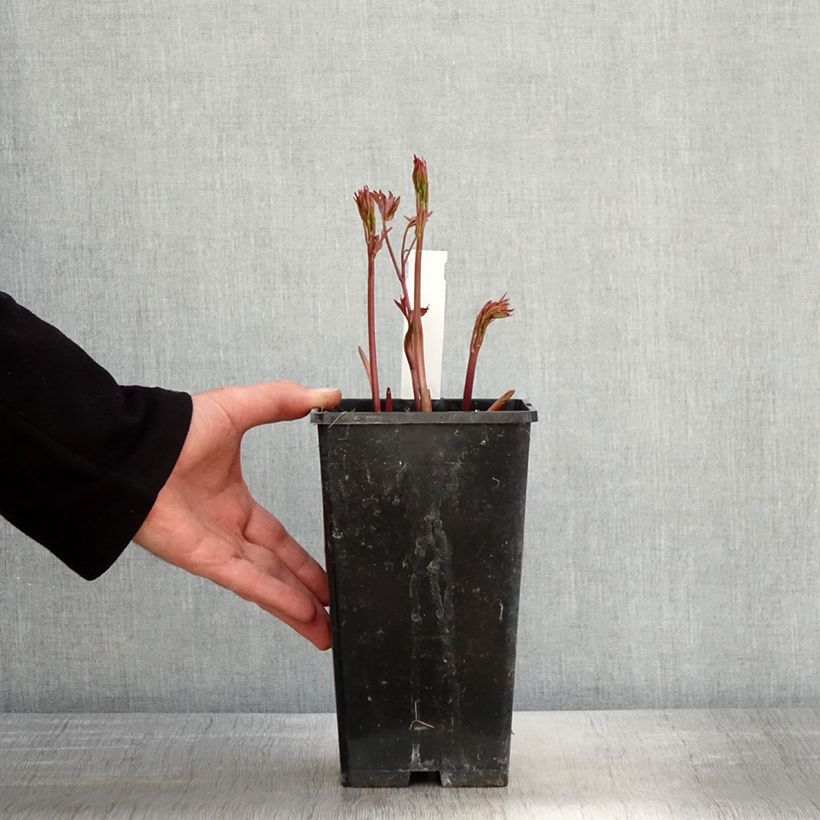 Exemplaar van Paeonia lactiflora Primevère - Pioenroos Pot van 3 l/4 l zoals geleverd in de lente