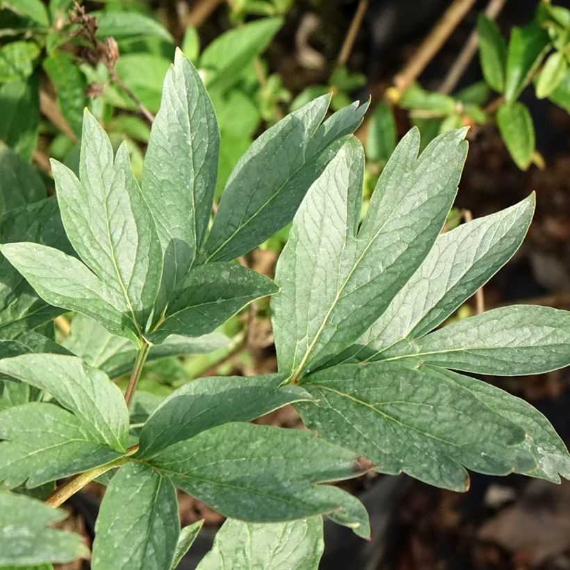 Paeonia lactiflora Raspberry Charm - Pioenroos (Blad)