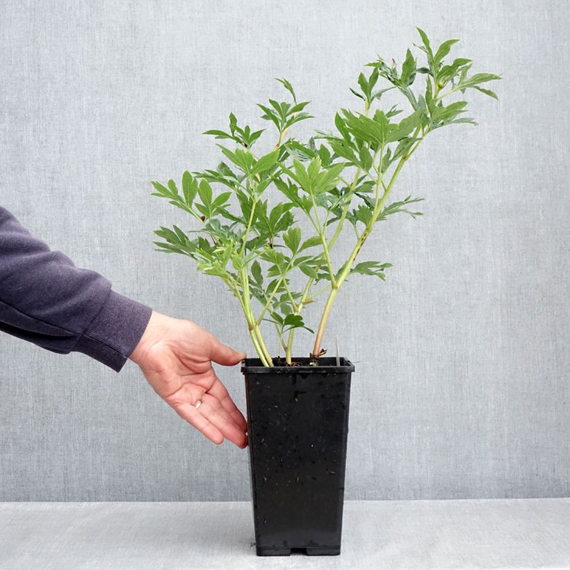 Example of Pivoine lactiflora Raspberry Charm Pot van 4 l/5 l as you get in printemps