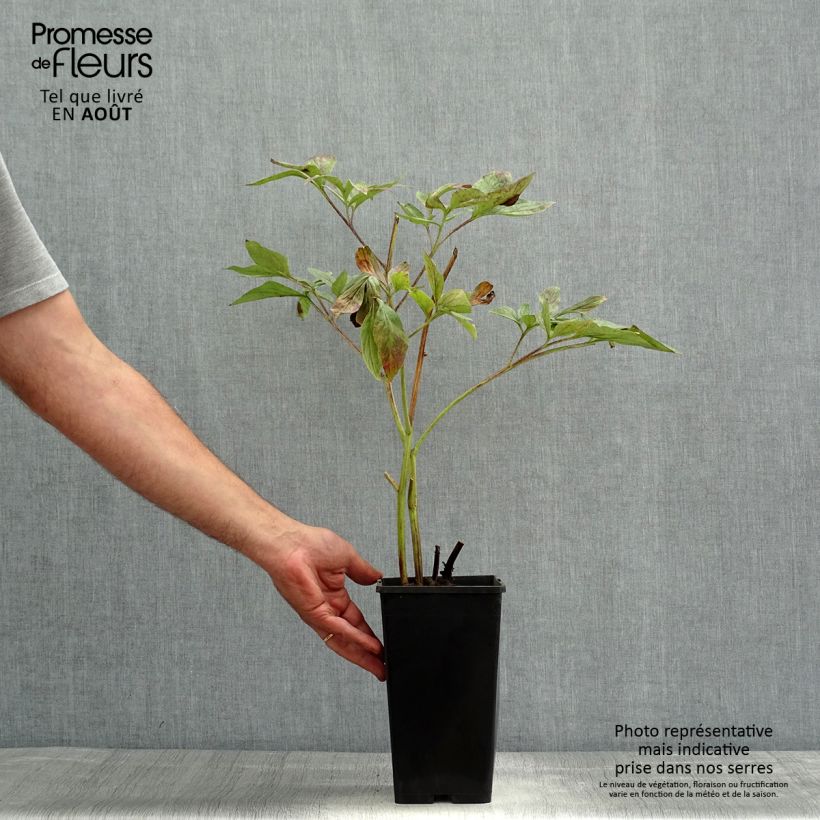 Exemplaar van Paeonia lactiflora Red Charm - Pioenroos Pot van 3 l/4 l zoals geleverd in de zomer