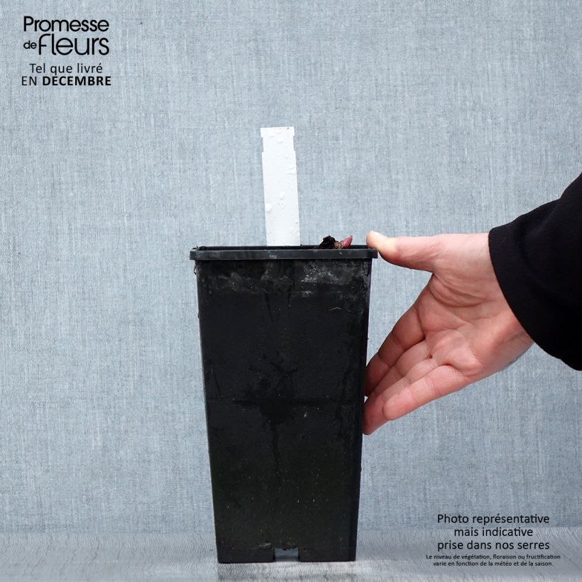 Example of Paeonia lactiflora Red Charm - Pioenroos Pot van 3 l/4 l as you get in hiver