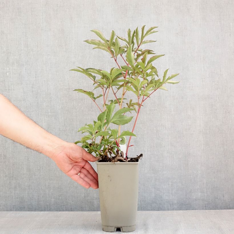 Example of Pivoine lactiflora Reine Wilhelmine Pot van 3 l/4 l as you get in printemps