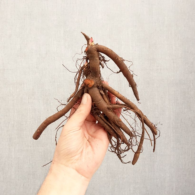 Exemplaar van Paeonia lactiflora Sarah Bernhardt - Pioenroos Stam 3/5 ogen zoals geleverd in de winter