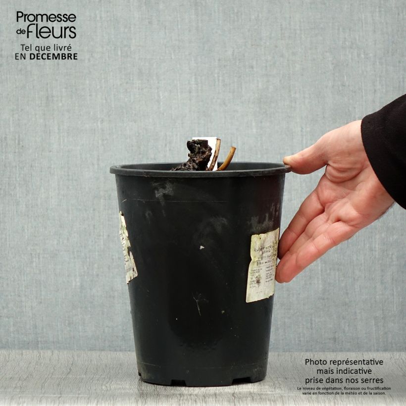 Example of Pivoine lactiflora Sea Shell Pot van 3 l/4 l as you get in hiver