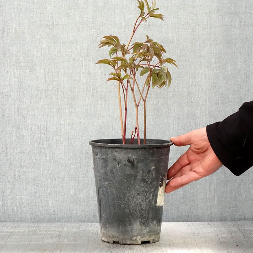 Exemplaar van Paeonia lactiflora Sea Shell - Pioenroos Pot van 3 l/4 l zoals geleverd in de lente