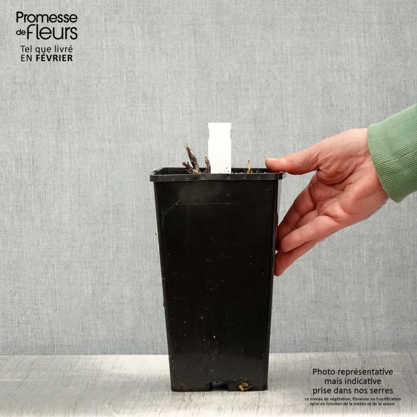 Example of Pivoine lactiflora Sorbet Pot van 3 l/4 l as you get in hiver