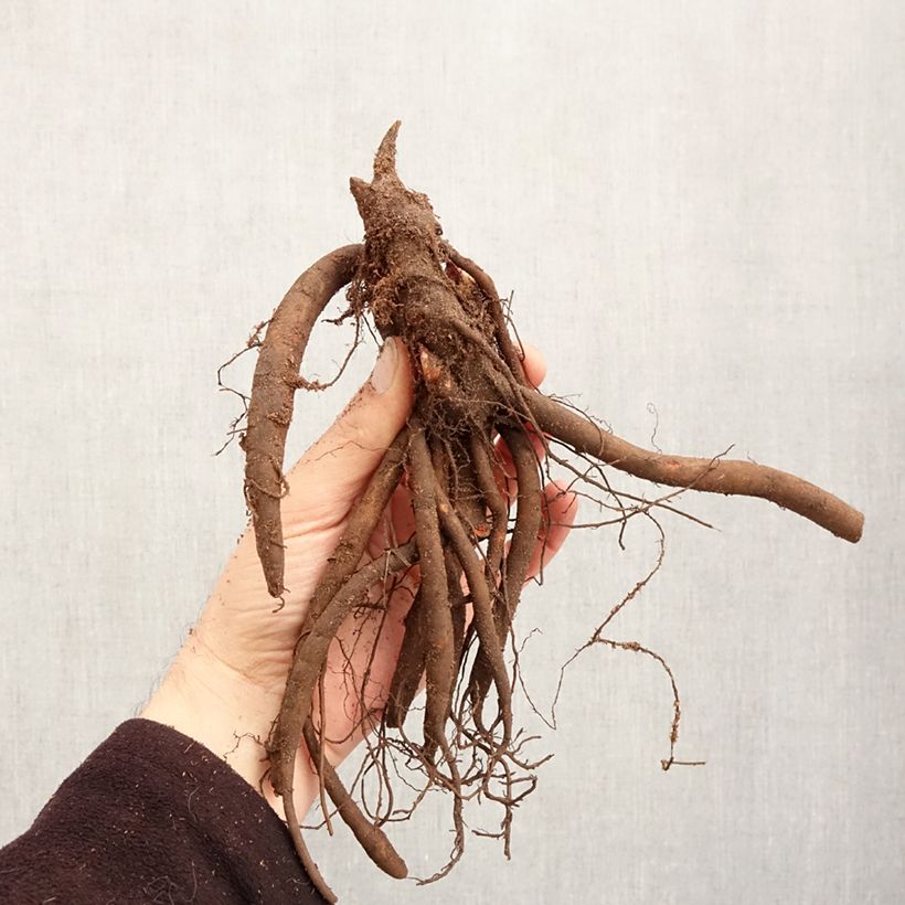 Example of Pivoine lactiflora Sorbet Stam 3/5 ogen as you get in hiver