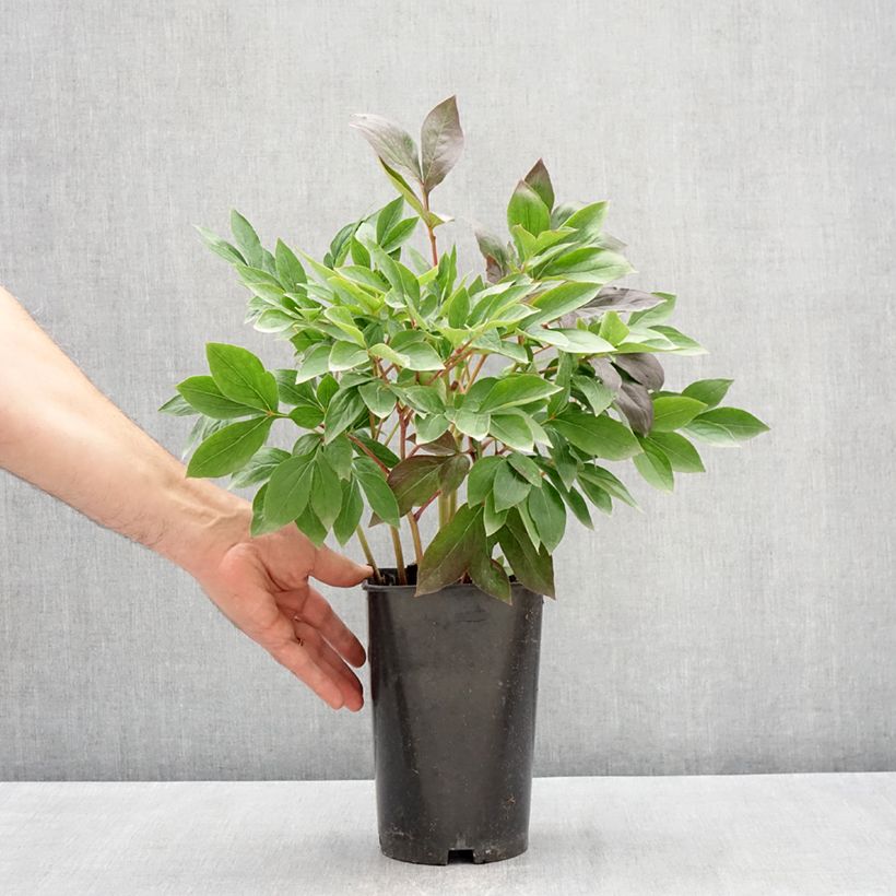 Example of Pivoine lactiflora Think pink Pot van 4 l/5 l as you get in printemps