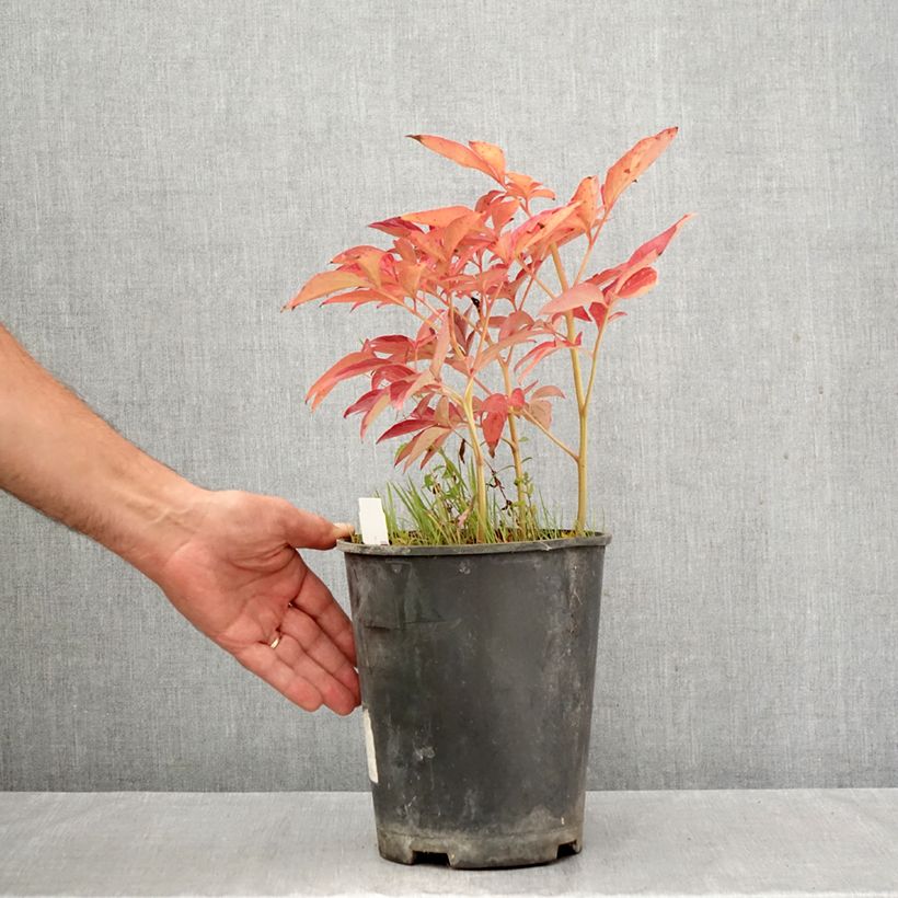 Exemplaar van Paeonia lactiflora Top Brass - Pioenroos Pot van 3 l/4 l zoals geleverd in de herfst