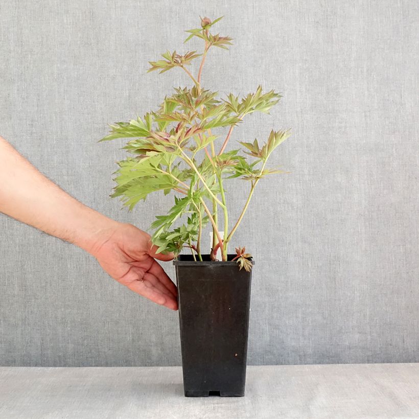 Example of Pivoine lactiflora Victoire de la Marne Pot van 3 l/4 l as you get in printemps