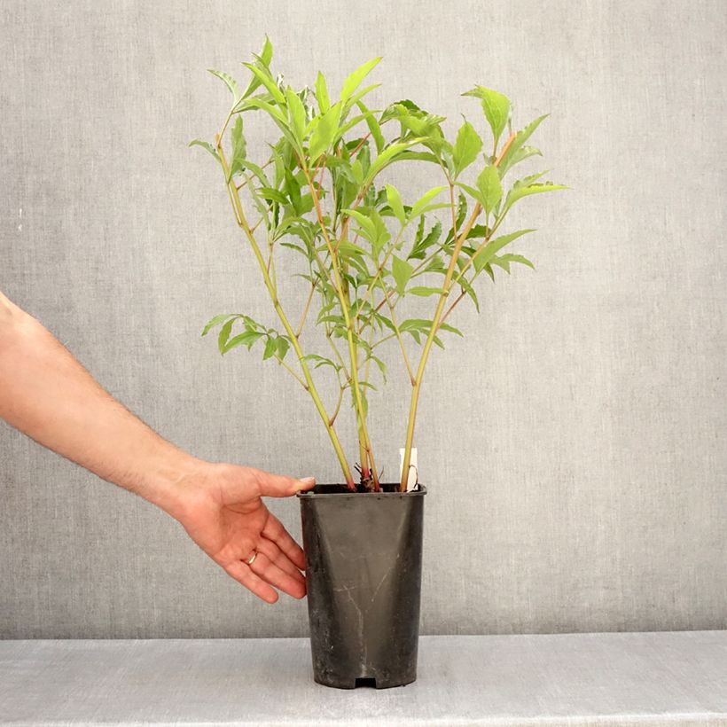 Exemplaar van Paeonia lactiflora Vogue - Pioenroos Pot van 4 l/5 l zoals geleverd in de lente