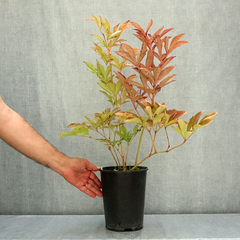 Exemplaar van Paeonia lactiflora Athens - Pioenroos Pot van 3 l/4 l zoals geleverd in de zomer