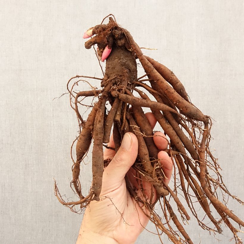 Example of Pivoine naine Patio Peony Kiev Stam 3/5 ogen as you get in hiver