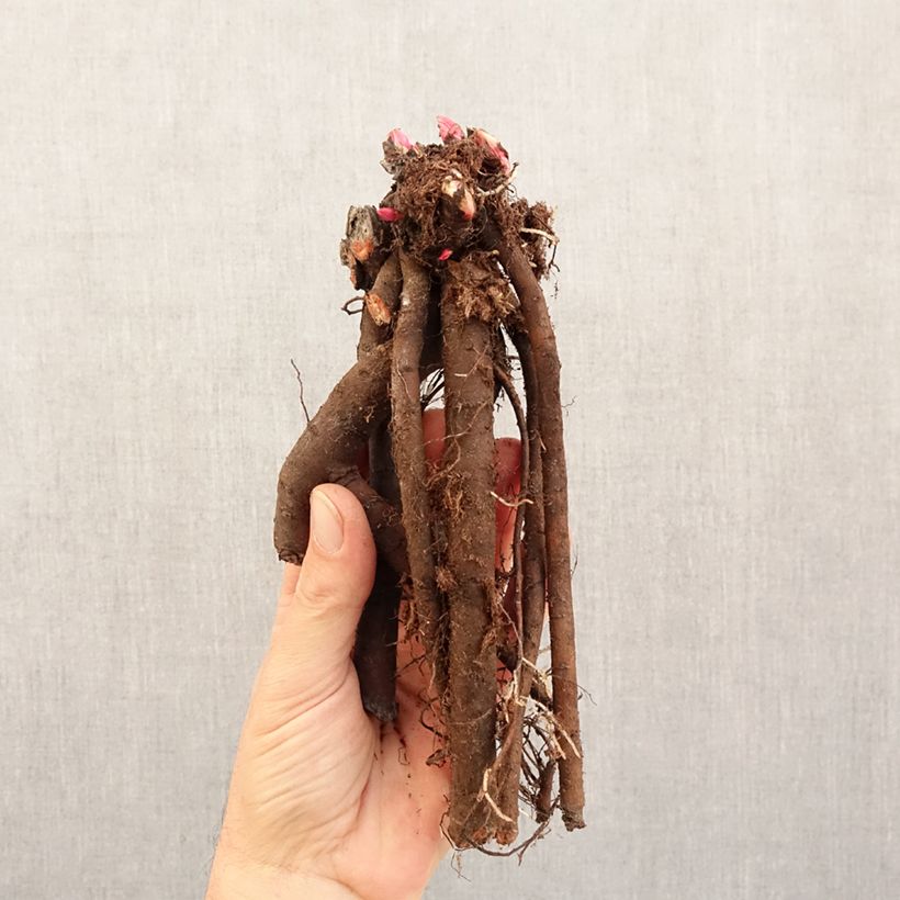 Example of Pivoine naine Patio Peony London Stam 3/5 ogen as you get in hiver