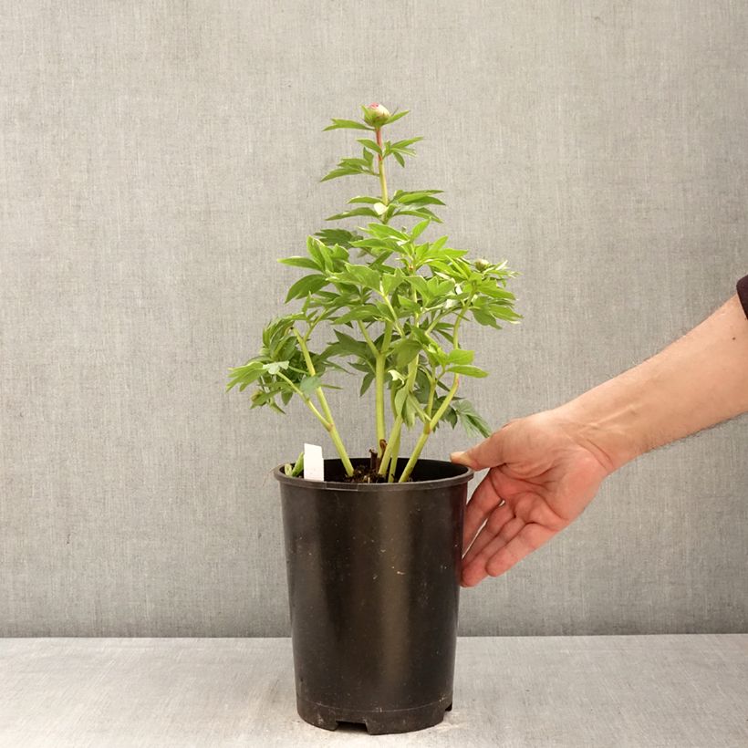 Exemplaar van Paeonia lactiflora Oslo - Pioenroos Pot van 3 l/4 l zoals geleverd in de lente