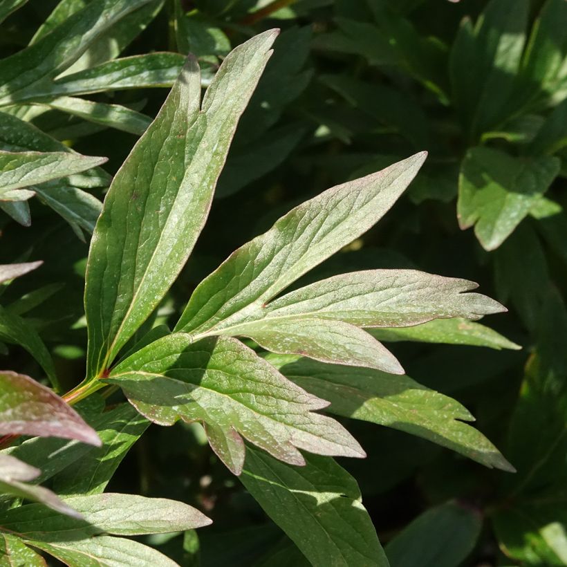 Paeonia lactiflora Patio Peony Rome - Pioenroos (Blad)
