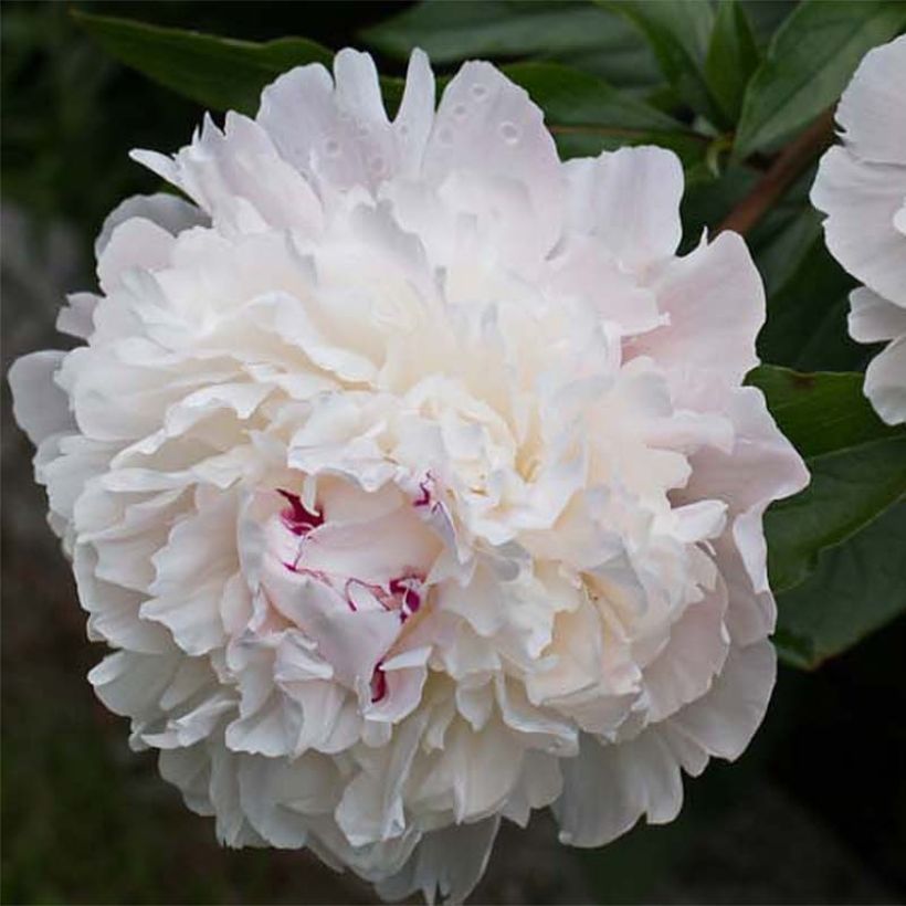 Paeonia officinalis Alba Plena - Boerenpioen (Flowering)