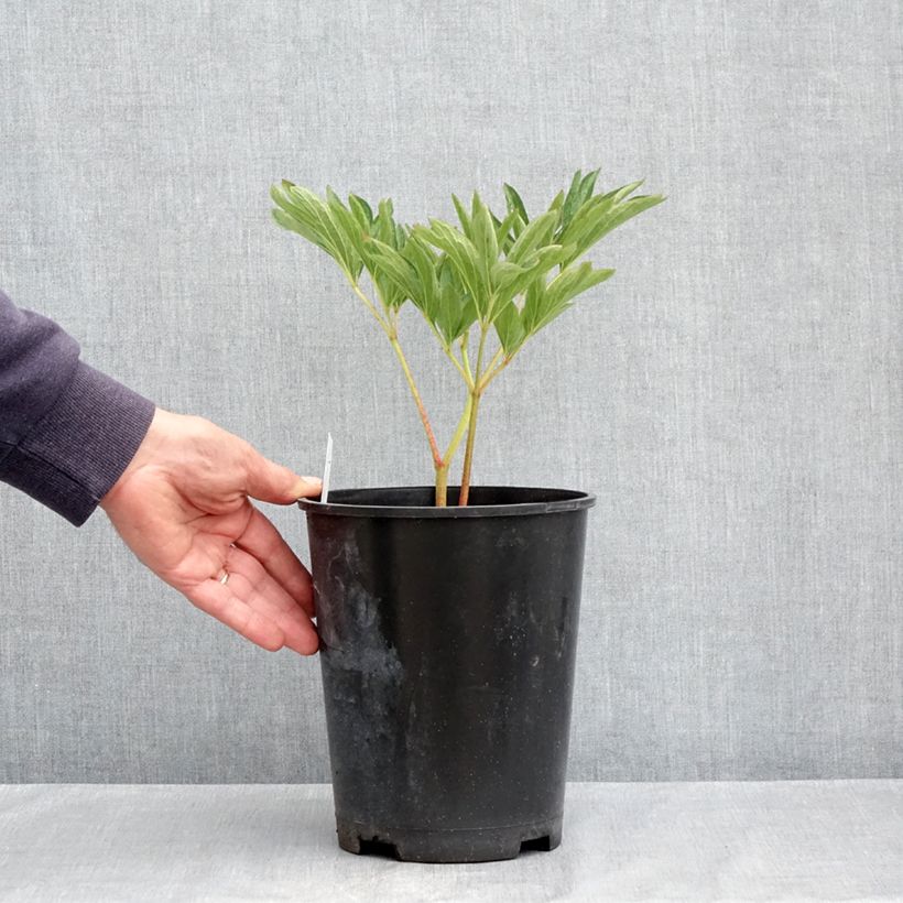 Exemplaar van Paeonia officinalis Alba Plena - Boerenpioen Pot van 3 l/4 l zoals geleverd in de lente