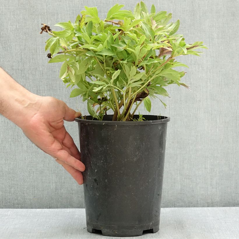 Exemplaar van Paeonia officinalis Anemoniflora - Boerenpioen Pot van 3 l/4 l zoals geleverd in de zomer