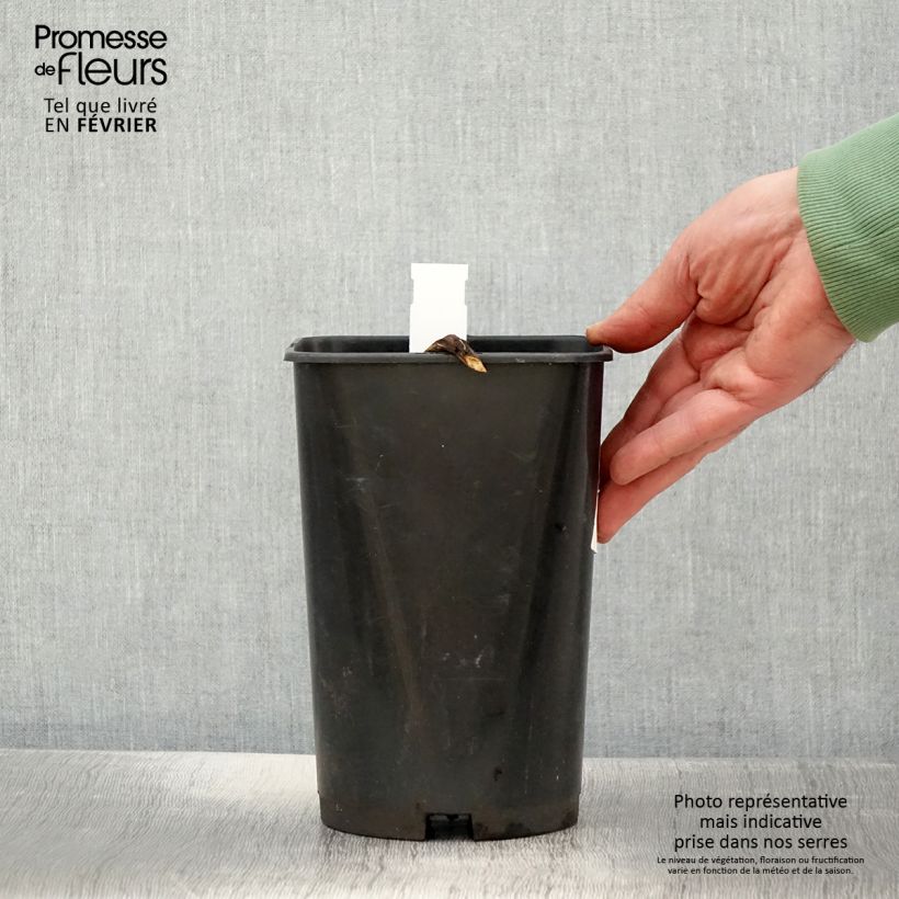 Example of Pivoine officinale Rosea Plena Pot van 3 l/4 l as you get in hiver