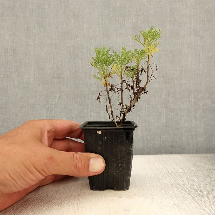 Exemplaar van Colakruid - Artemisia abrotanum Kweekpotje van 7/8 cm zoals geleverd in de zomer