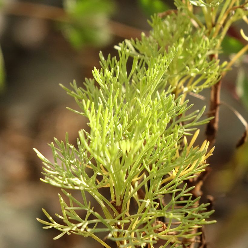 Colakruid - Artemisia abrotanum (Blad)